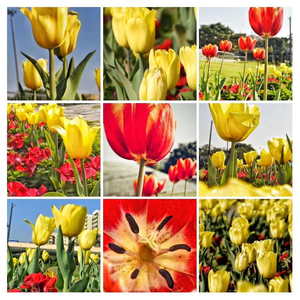 #NDMCTulipFestival