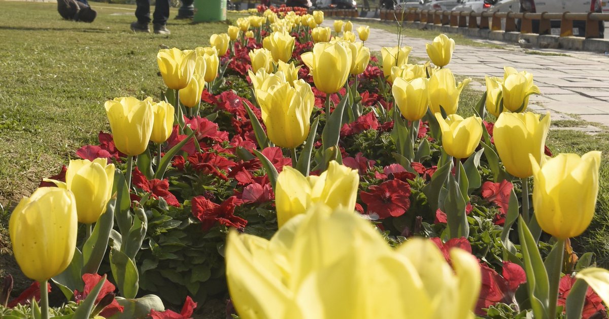 #NDMCTulipFestival