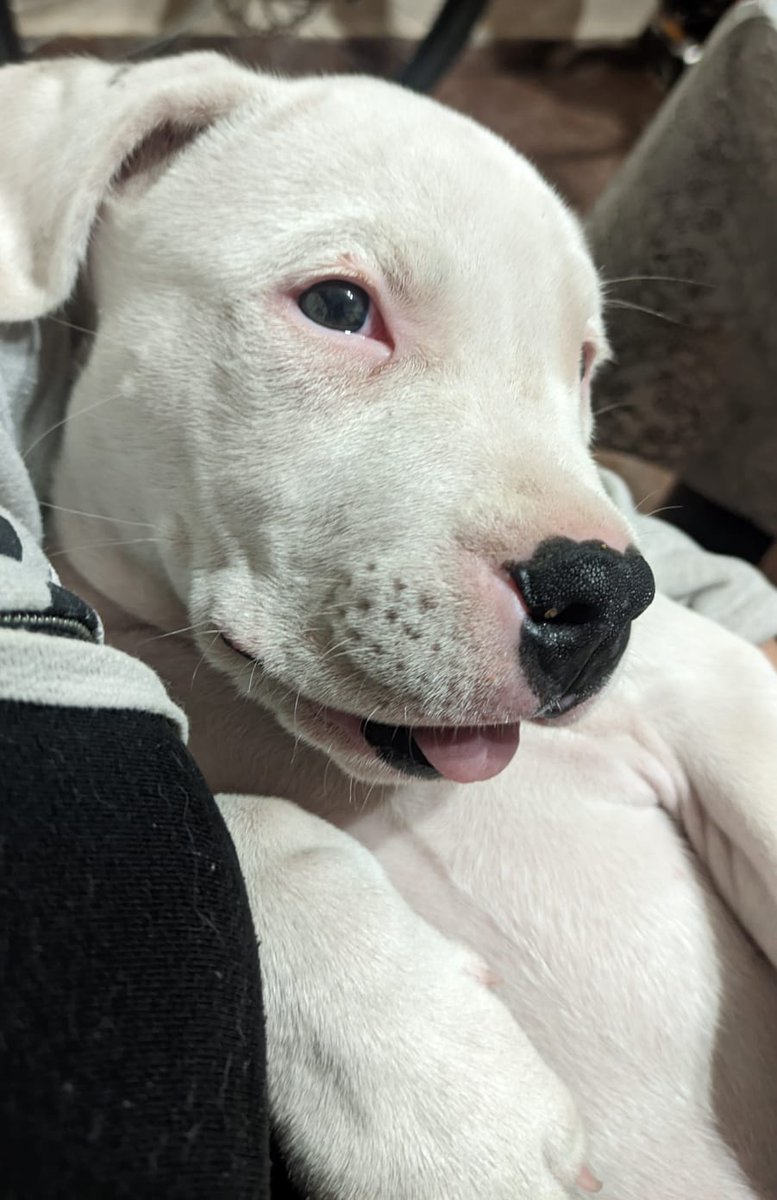 F_Lucero3's tweet photo. Simona tiene la hermosa manía de dormir con la lengua afuera, incluso si se recuesta somnolienta. Es un acto que m tiene enamorada. https://t.co/7Fpb5g6gQ2