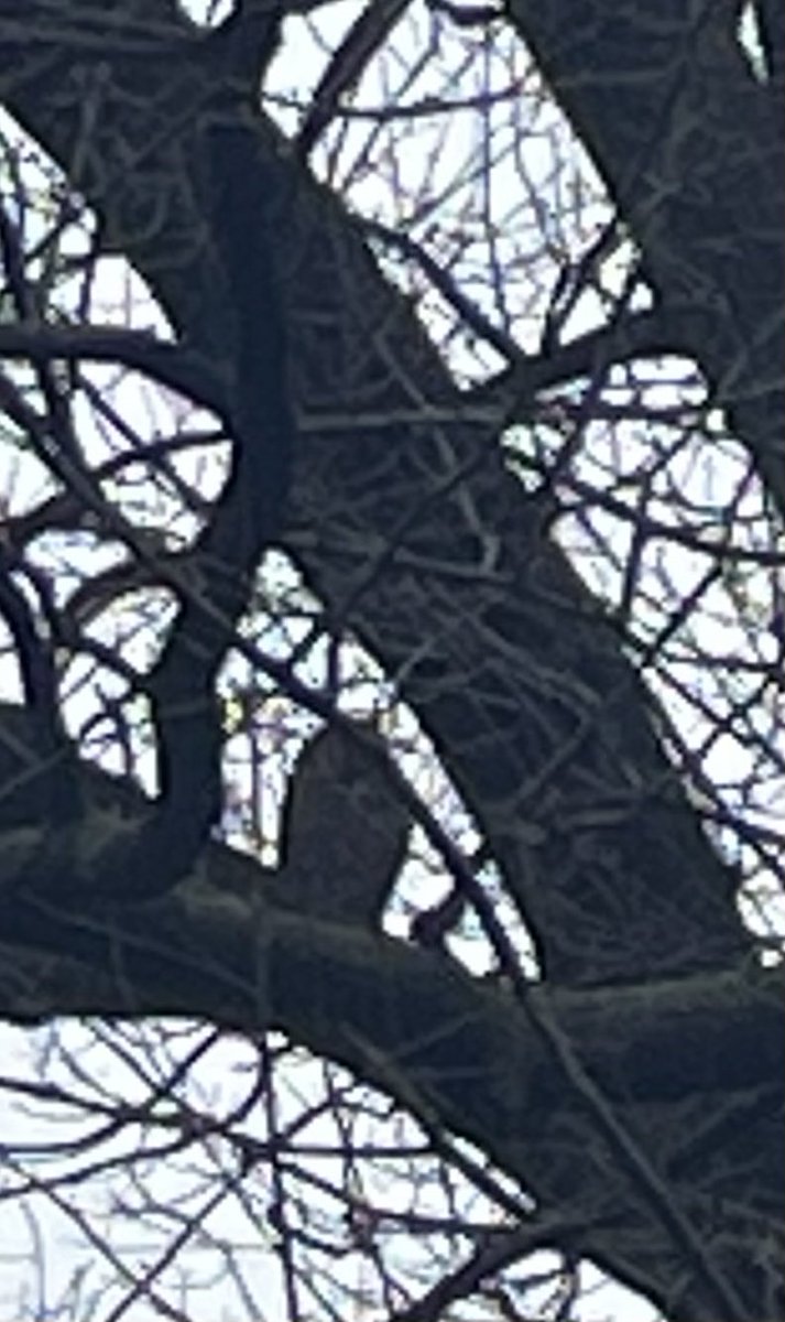 This explains the owl I saw Thursday in Central Park