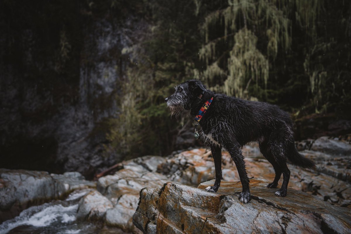 Sully, Quest & Arla tweet media