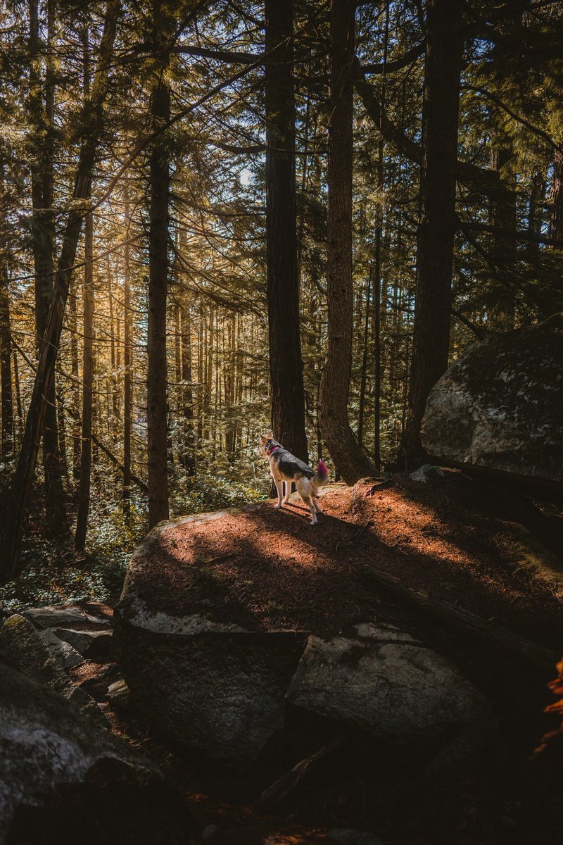 Sully, Quest & Arla tweet media