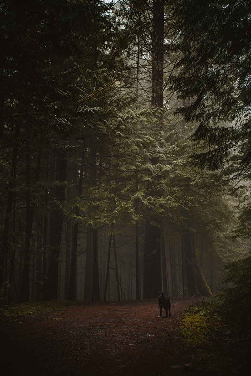 Sully, Quest & Arla tweet media