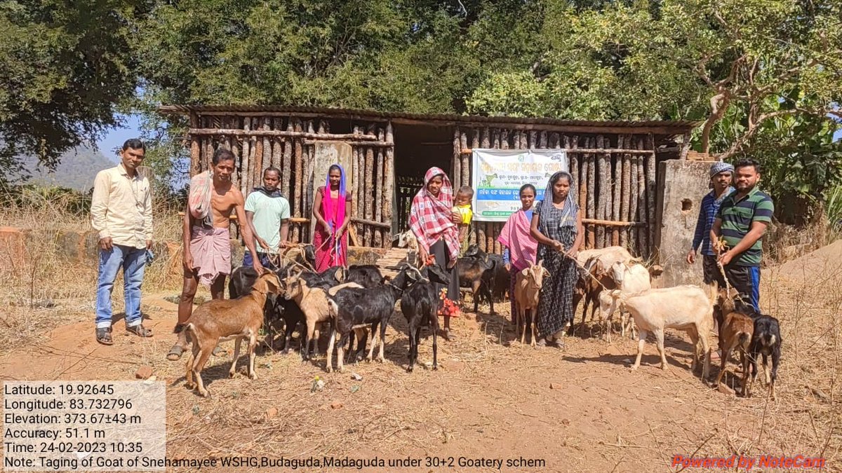 OvsaKandhamal's tweet photo. Asset grounding of does and bucks by Snehamayee WSHG, Kotagarh under 30+2 Goatery scheme 2021-22 #StatePlan #OVS #Veterinarian @CMO_Odisha @farddept @dahvsodisha @rajaaswain @MoSarkar5T @DMKandhamal https://t.co/RiaB61xqoK