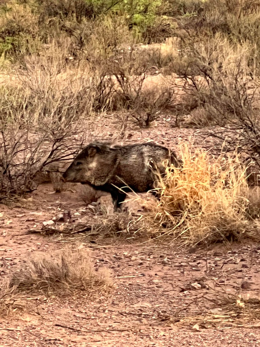 Take a ride on the wild side with The 'Javelina' Hitchhiker🐗Now listed on @vrbo @Airbnb and @Hipcamp. Or you can visit our website (link in bio) and give us a call! Book your stay now and get ready for an adventure!🌵🚐
#rvrental #thedesertoasis #airbnb #vrbo #hipcamp #azexplore