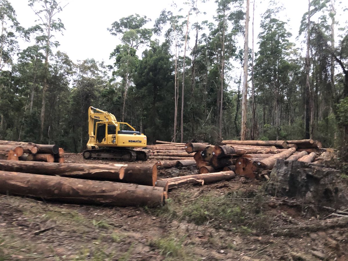 CloudsCreek's tweet photo. #NSWForestry native forest #logging in important #koala habitats at Moonpar State Forest continues near #PlatypusFlats tourist camping mecca on the Dorrigo Plateau this month.
Logging impact can be seen from space
#SaveMoonpar #StandUp4Forests #NSWVotes
🐨#GreatKoalaNationalPark https://t.co/AA7BbRIdh5