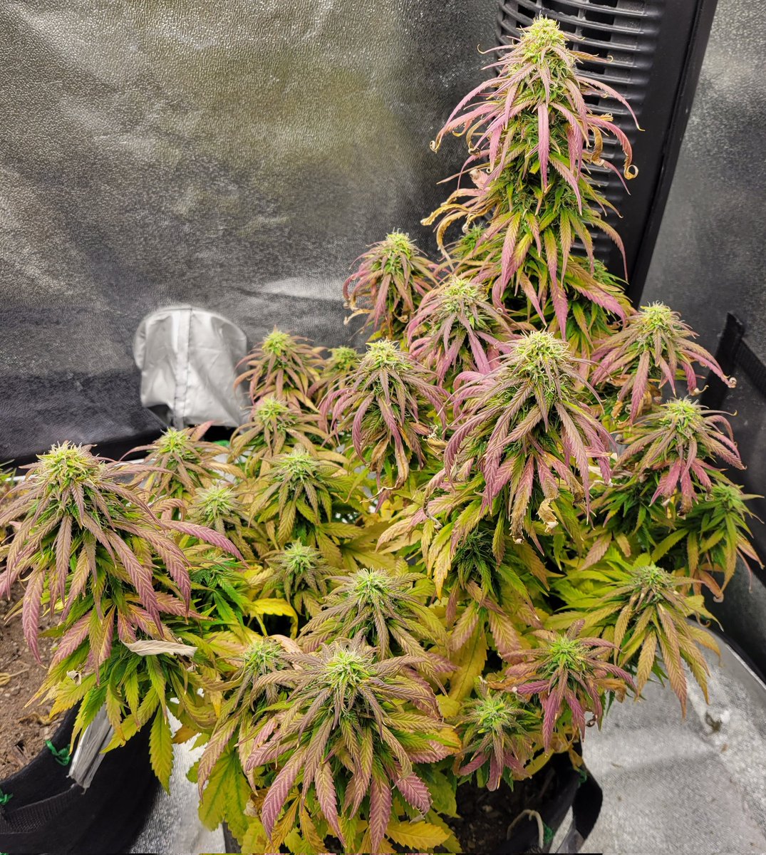 Nameless_Saintx's tweet photo. What left of the Auto Grapefruit. Second and third pictures are of my  Auto Great White Shark. She is coming along nice, I think. @GLYDNINJAPRO @PROF3SSORxC
@NalyDeray
#CannabisCulture #CannabisCommunity #cannabis https://t.co/jbavSWGc7Q