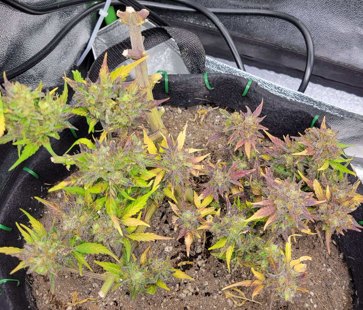Nameless_Saintx's tweet photo. What left of the Auto Grapefruit. Second and third pictures are of my  Auto Great White Shark. She is coming along nice, I think. @GLYDNINJAPRO @PROF3SSORxC
@NalyDeray
#CannabisCulture #CannabisCommunity #cannabis https://t.co/jbavSWGc7Q
