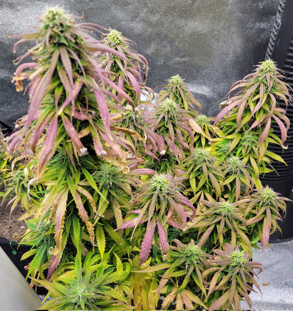 Nameless_Saintx's tweet photo. What left of the Auto Grapefruit. Second and third pictures are of my  Auto Great White Shark. She is coming along nice, I think. @GLYDNINJAPRO @PROF3SSORxC
@NalyDeray
#CannabisCulture #CannabisCommunity #cannabis https://t.co/jbavSWGc7Q