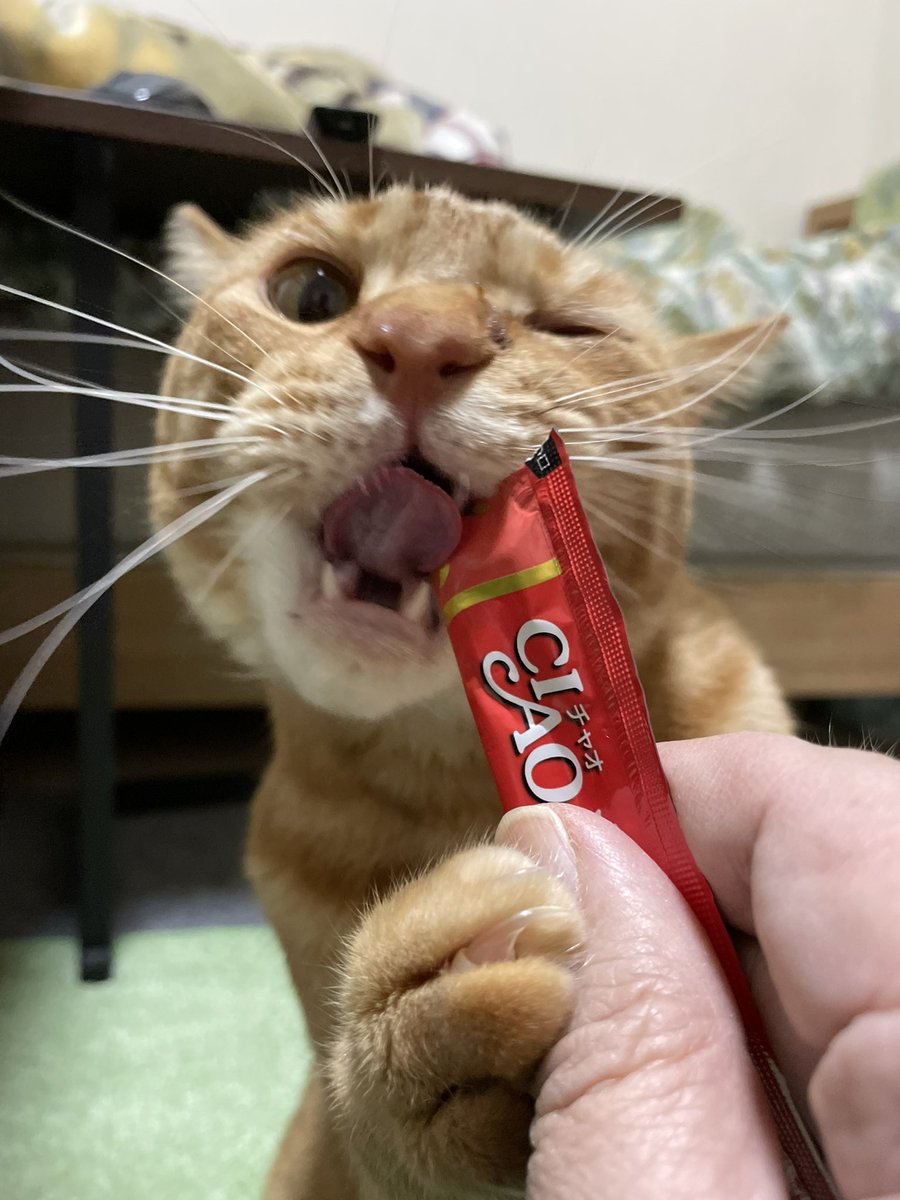 InAoNxLM89S7FGI's tweet photo. ぶぅ🐈チュールに抗う❤️‍🔥 https://t.co/ofB5Nqi8n9