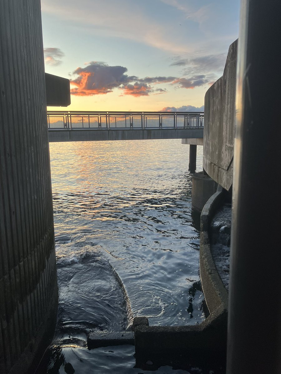 ezusthid's tweet photo. seattle aquarium sunset https://t.co/0P8J5rtGVf