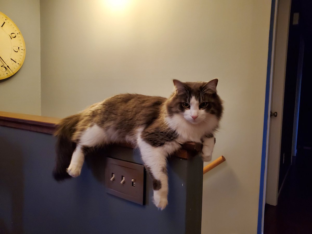 CatMomSays's tweet photo. I don't always get the #zoomies.

But when I do... it's probably 3am. #TheMostInterestingCatInTheWorld #CatMom #CatMomSays #FluffyKitty #FluffForDays #FluffMonsterGeneral #CatsOfTwitter #CatsOnTwitter #Cats #Cat https://t.co/Sv5Nlg5uZb