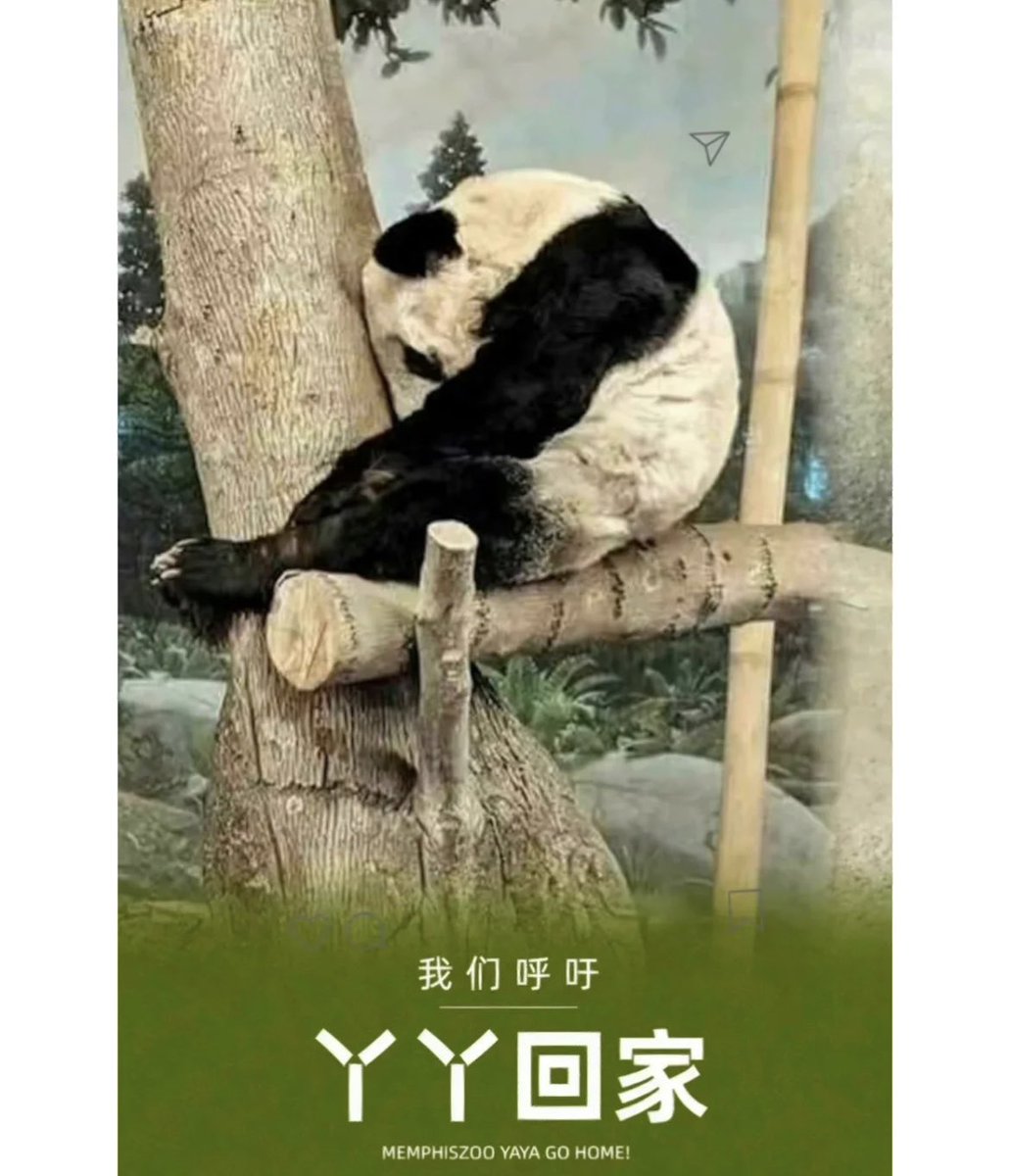 xiao_laughter's tweet photo. help yaya!!the panda in Memphis Zoo!turn to China as soon as possible!every animal should not be persecuted! https://t.co/OwOf4SGpfN