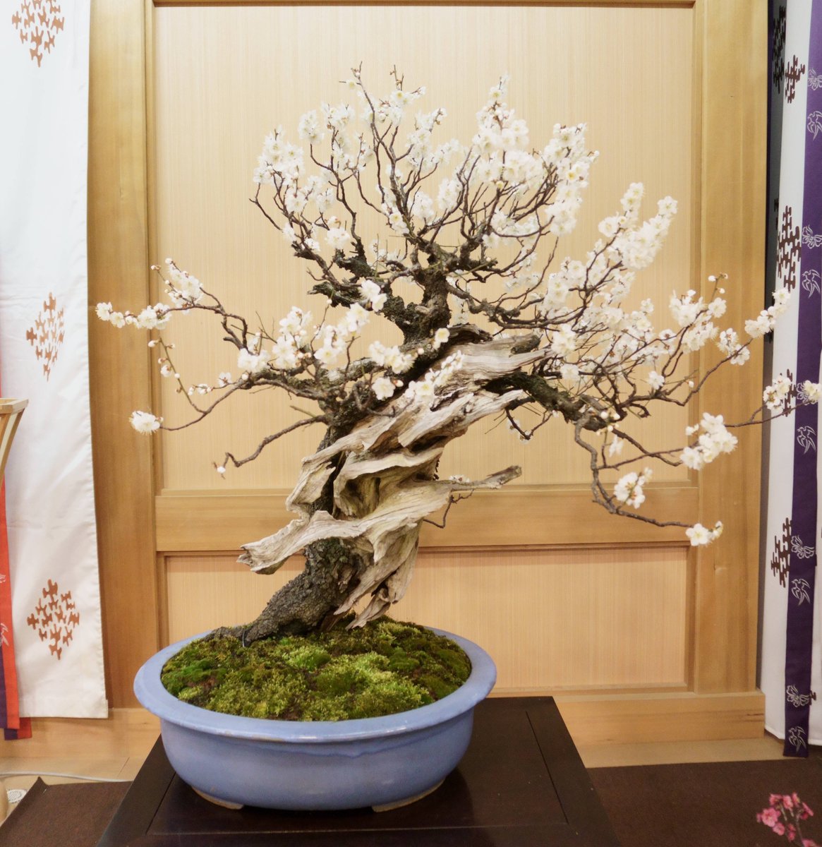 gakbonsai1 tweet picture