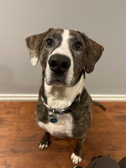 saragoldrickrab's tweet photo. More good reads, recommended by #WarrenBaderHarris - my smart #pittie
https://t.co/bannzce9z4
https://t.co/Qb0pyOObjE https://t.co/H52KYsl4qJ