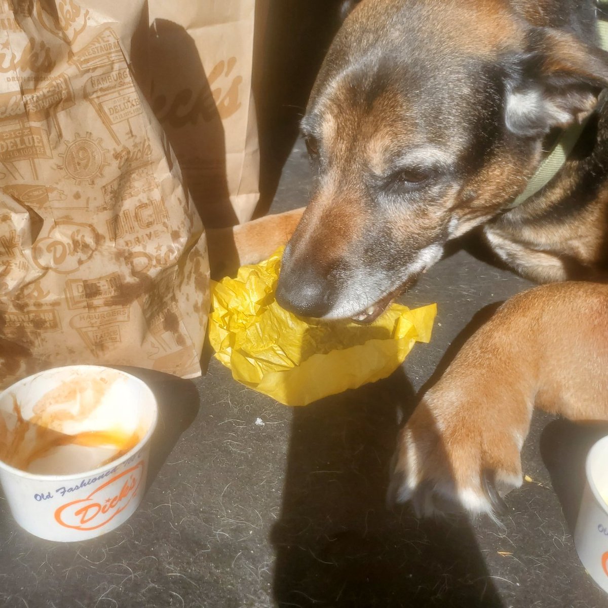 cfraine's tweet photo. Took my big boy for his last meal today.. @DicksDriveIns for 2 cheese 2 fries and a vanilla cone seemed like the right way to go out... I might have had a butterscotch sundae... rip cousy https://t.co/wSyxjB6Ke6