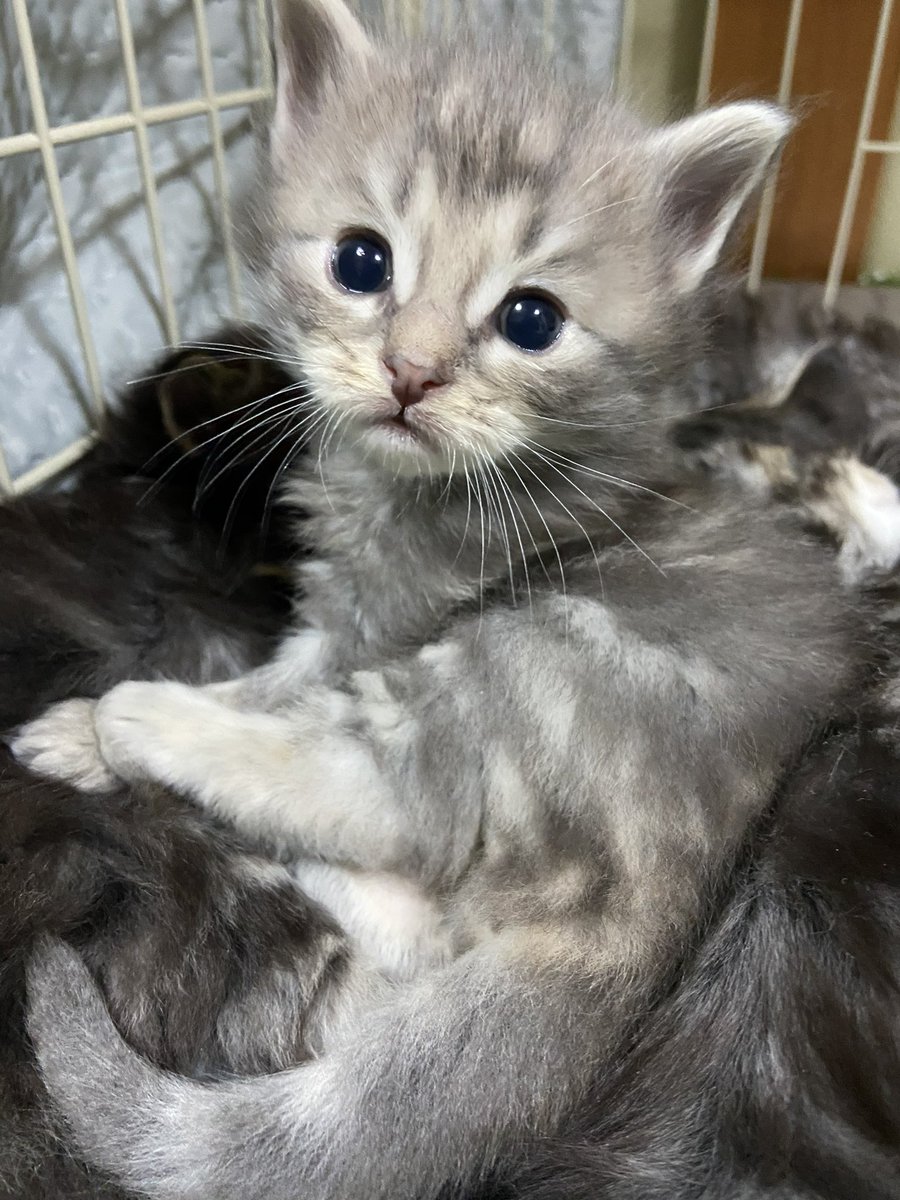 CatCafe71's tweet photo. 生後１ヶ月ちょっとの赤ちゃん̳^.  ̫ .^ ̳♡⃛

#猫カフェ #猫 #子猫 #メインクーン #メインクーン専門 #cat #meincoon  #猫のいる暮らし #オープン予定  #東大阪市 #瓢箪山 https://t.co/dvyYuFsxll