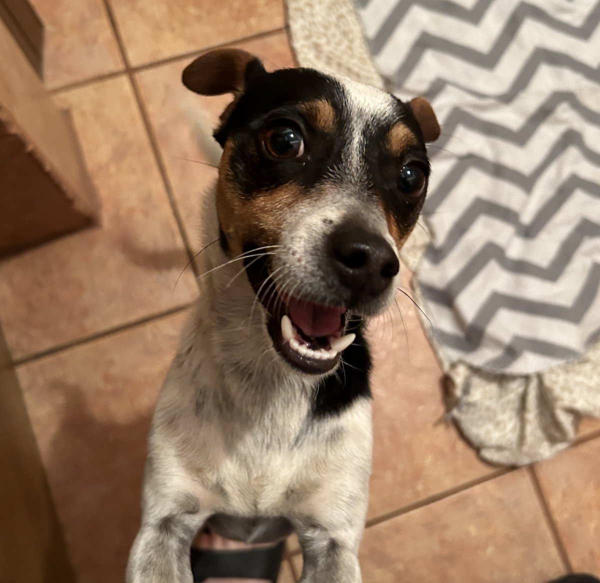 Como hago un tweet viral para encontrarle un hogar a este pequeñito 🥺? Tiene aproximadamente un año, es DIMINUTO pesa si acaso 5 kilos, súper amoroso, se lleva con otros perros, solo quiere dar y que le den amor😭 contacto: 86959697