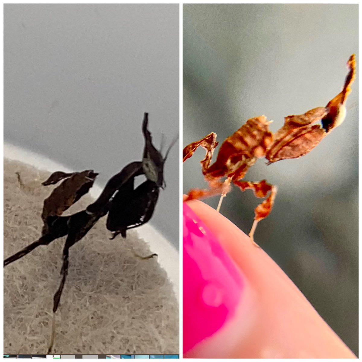 Before and after molt. 

#mantis #ghostmantis #prayingmantis #orchidmantis #orchidflower #walkingflowermantis #macro #macrophotography #macro #bugsofinstagram #mantis #bug #insectphotography #bugs #insect #lovemybug #abugslife #buglife #deadleafmantis