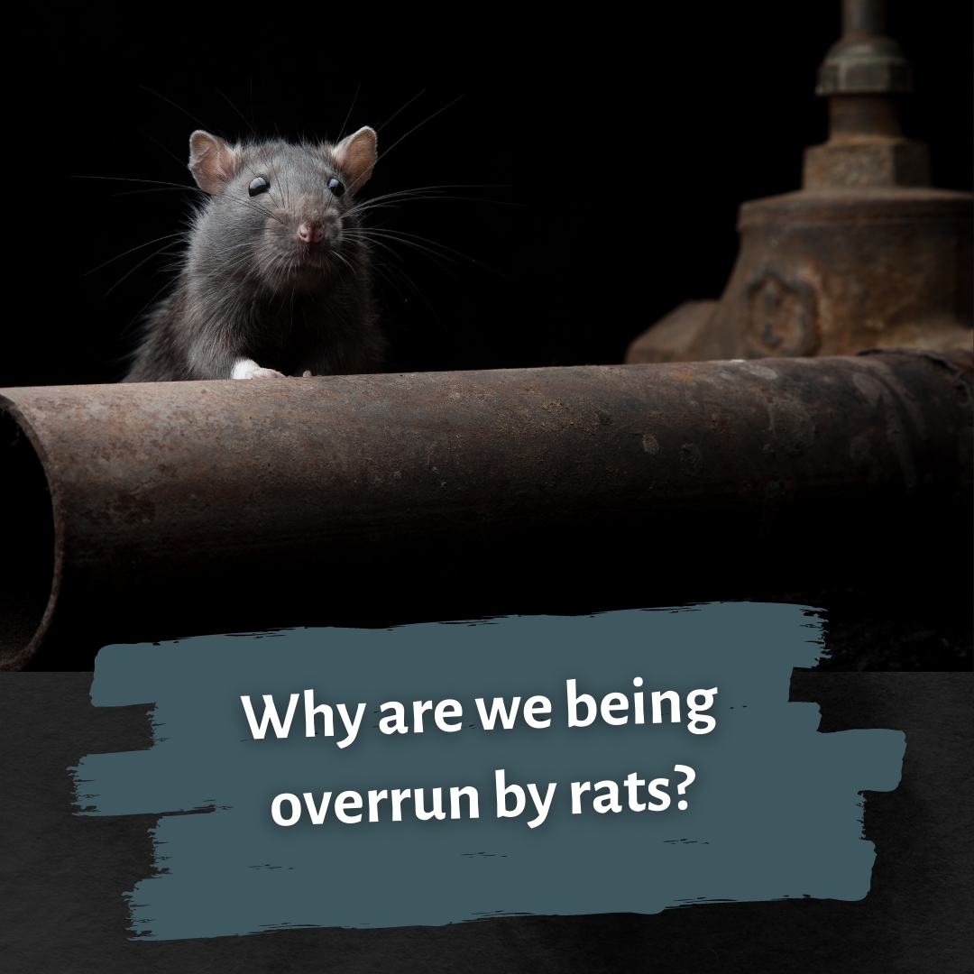 preferredpestoc's tweet photo. The UK population of brown rats is peaking at 15 million and rising. But why are rats seemingly taking over the world? Learn more about it by reading this article we shared!  via: https://t.co/VjHFwocIdT https://t.co/fd9gG484YE