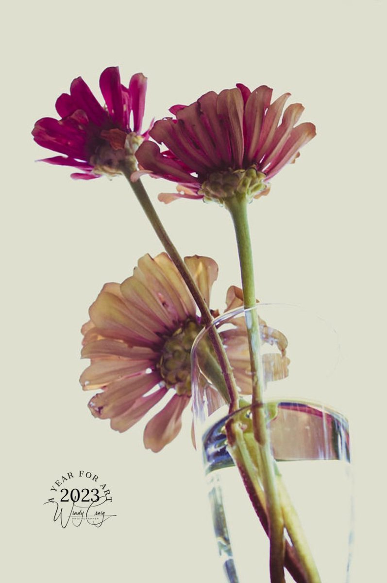 WindyCraigArt's tweet photo. Throwback to last summer when the zinnias were blooming. 

#AYearForArt #ArtMatters #FunFebruary #Zinnias #Flowers #StillLife #FediGiftShop #Art #photographer #glass 

Find it here: https://t.co/wp25scBaQp https://t.co/ojjsgYhked