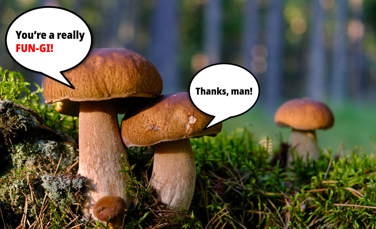 entheocurean's tweet photo. What a trip: research suggests mushrooms talk to each other with a vocabulary of 50 words - SCREENSHOT https://t.co/O65HFcdxn5 https://t.co/ABWM9dNTNN