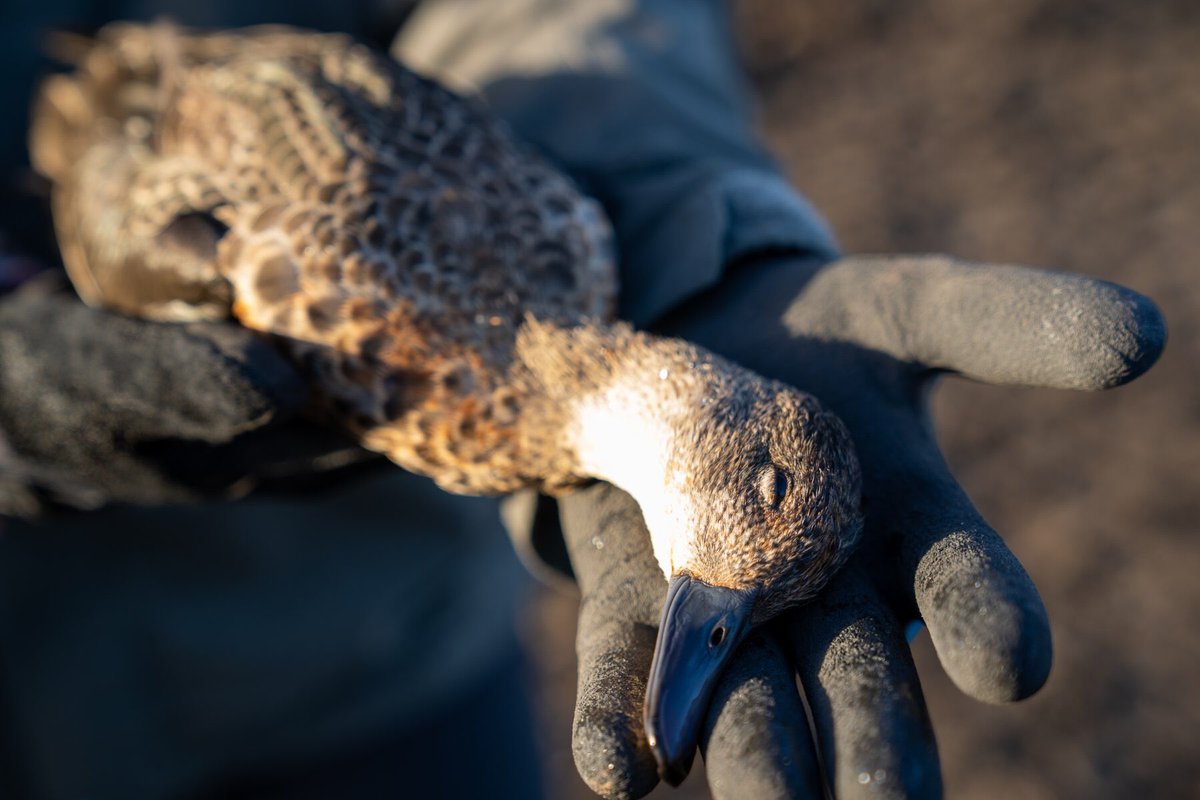 RevolutionPi's tweet photo. The Vic. population is over 6.71 million, so you have to wonder why a piddling 23,000 Vic. licensed duck hunters have power over @DanielAndrewsMP & @VictorianLabor.
Duck hunting defies democracy😡
#DanFucksDucks #BanDuckShooting #KillForFun
(Pic -Farm Transparency Project) https://t.co/rnvvilvWpv