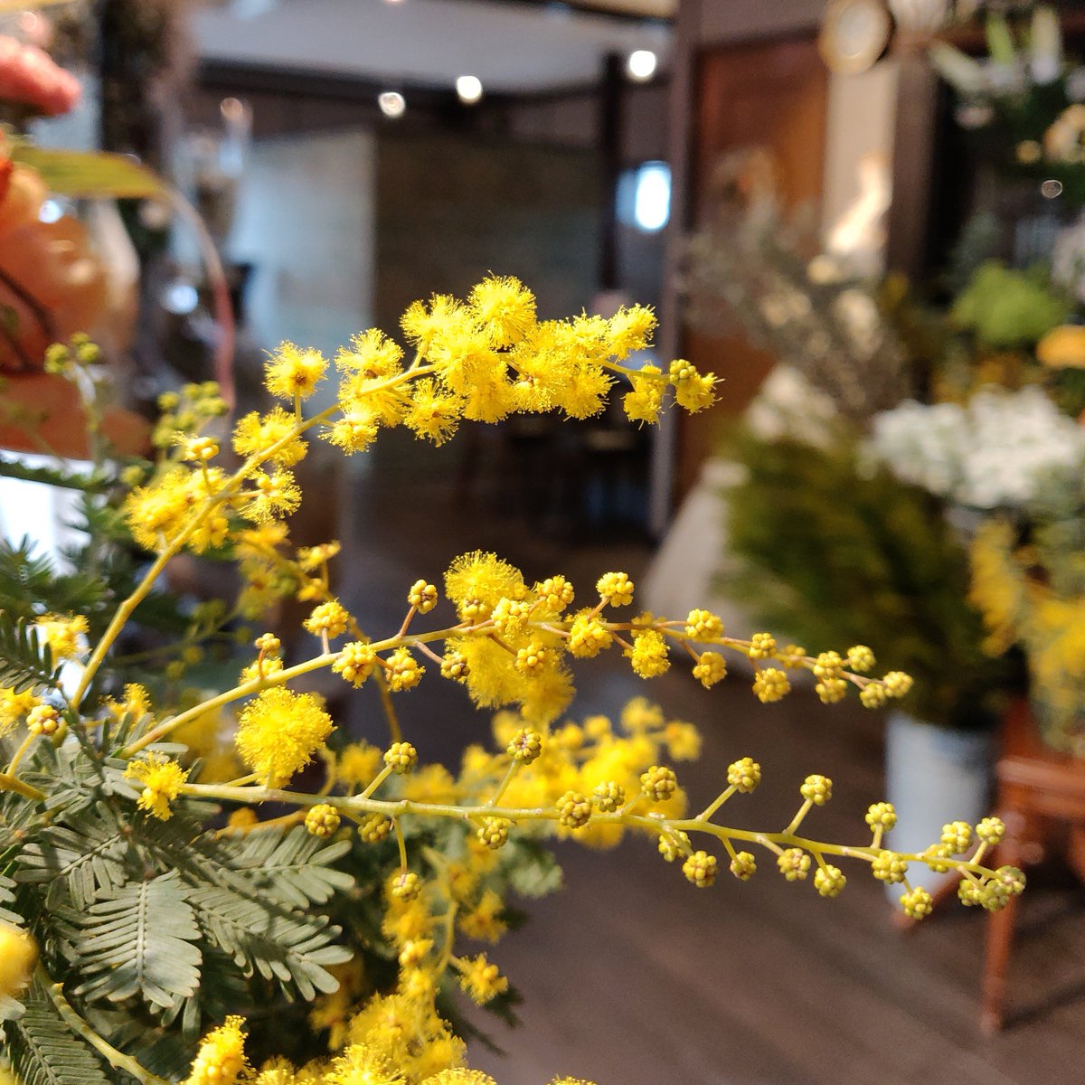 ForestdeFlorist's tweet photo. #Wreath #Kawaii #Flower

#SilverWattle
#ミモザアカシア

#リース #ミモザの日 #可愛いと思ったらRT #TLを花でいっぱいにしよう #キリトリセカイ #美しい #写真 #花束 #フラワーアレンジメント #宗像市 #花屋 #フラワースクール #福津市 #福岡県 #中間市 #古賀市 #赤間駅 #東郷駅 https://t.co/BRR3yrqzUI
