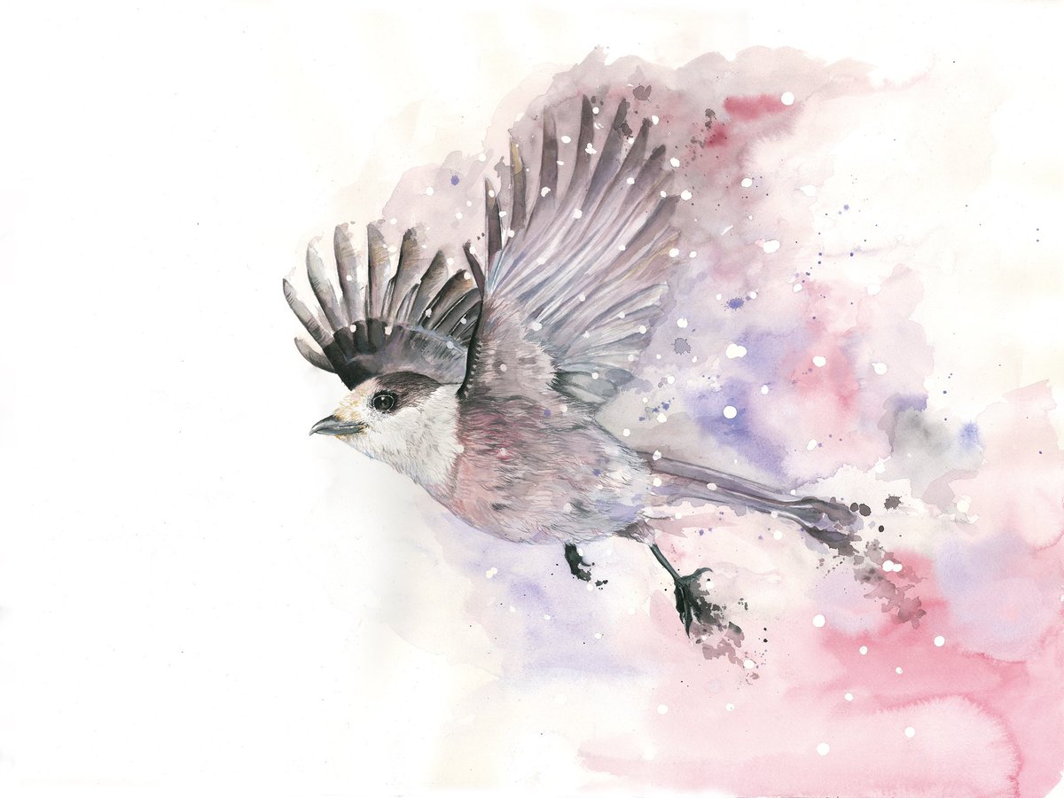 jaclotworks's tweet photo. Painted with #watercolour #whiskeyjack
ウィスキージャックを　＃水彩画 で描きました！
#art https://t.co/SJukuuWsHt
