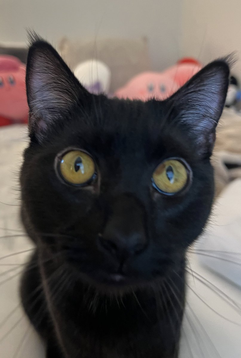 Pelixell's tweet photo. also meet poe, his hobbies include being silly and acting strange https://t.co/TjV6shIV6b