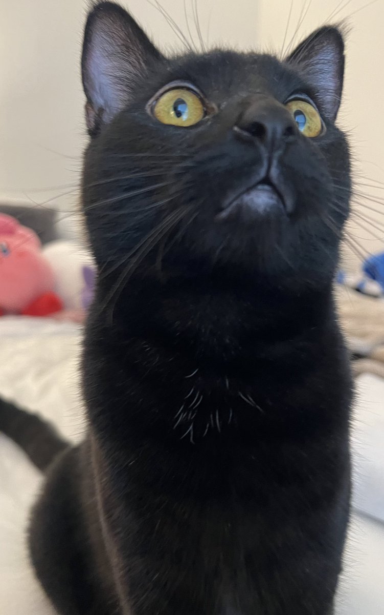 Pelixell's tweet photo. also meet poe, his hobbies include being silly and acting strange https://t.co/TjV6shIV6b