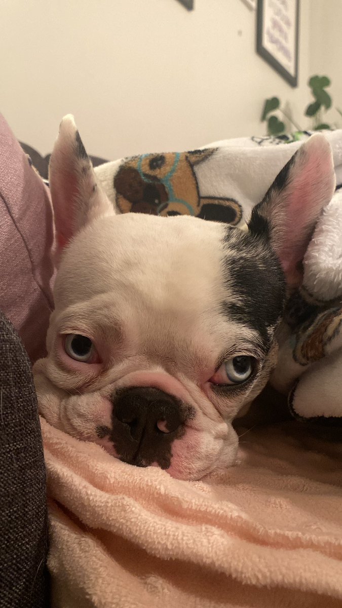 Tyler Curtis tweet media