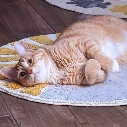 JortsTheCat's tweet photo. What if we all agree to be baby for a couple days. Sorry, can’t! Too baby https://t.co/iTbf6CNOWp
