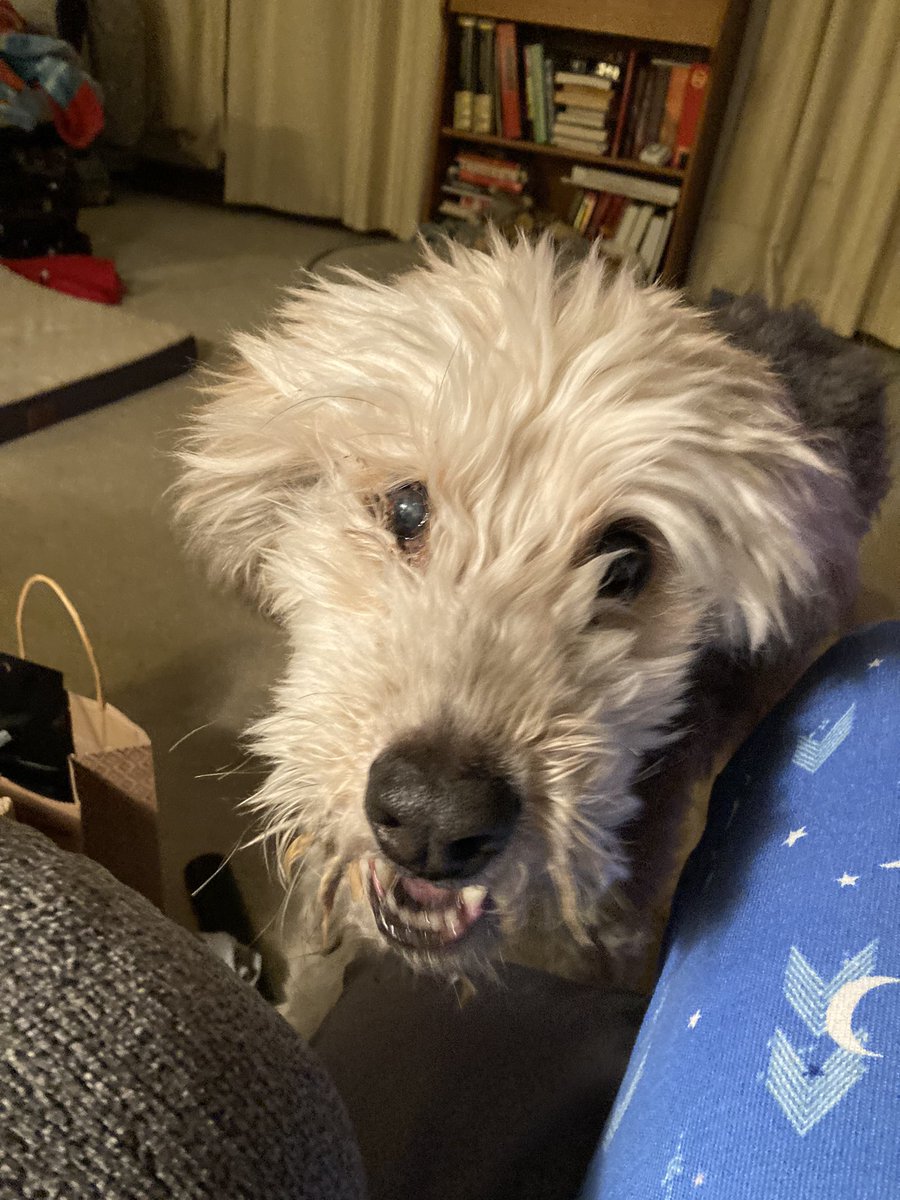 KDush11's tweet photo. I told my students that today was my dog’s 16th birthday, and they cheered! Happy Sweet Sixteen Max 🥳🎉❤️🐾 https://t.co/Eyo2UIsCWK