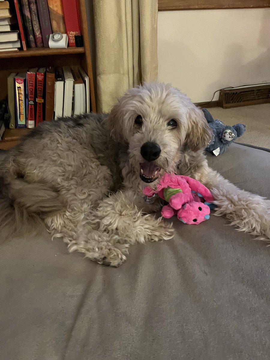 KDush11's tweet photo. I told my students that today was my dog’s 16th birthday, and they cheered! Happy Sweet Sixteen Max 🥳🎉❤️🐾 https://t.co/Eyo2UIsCWK