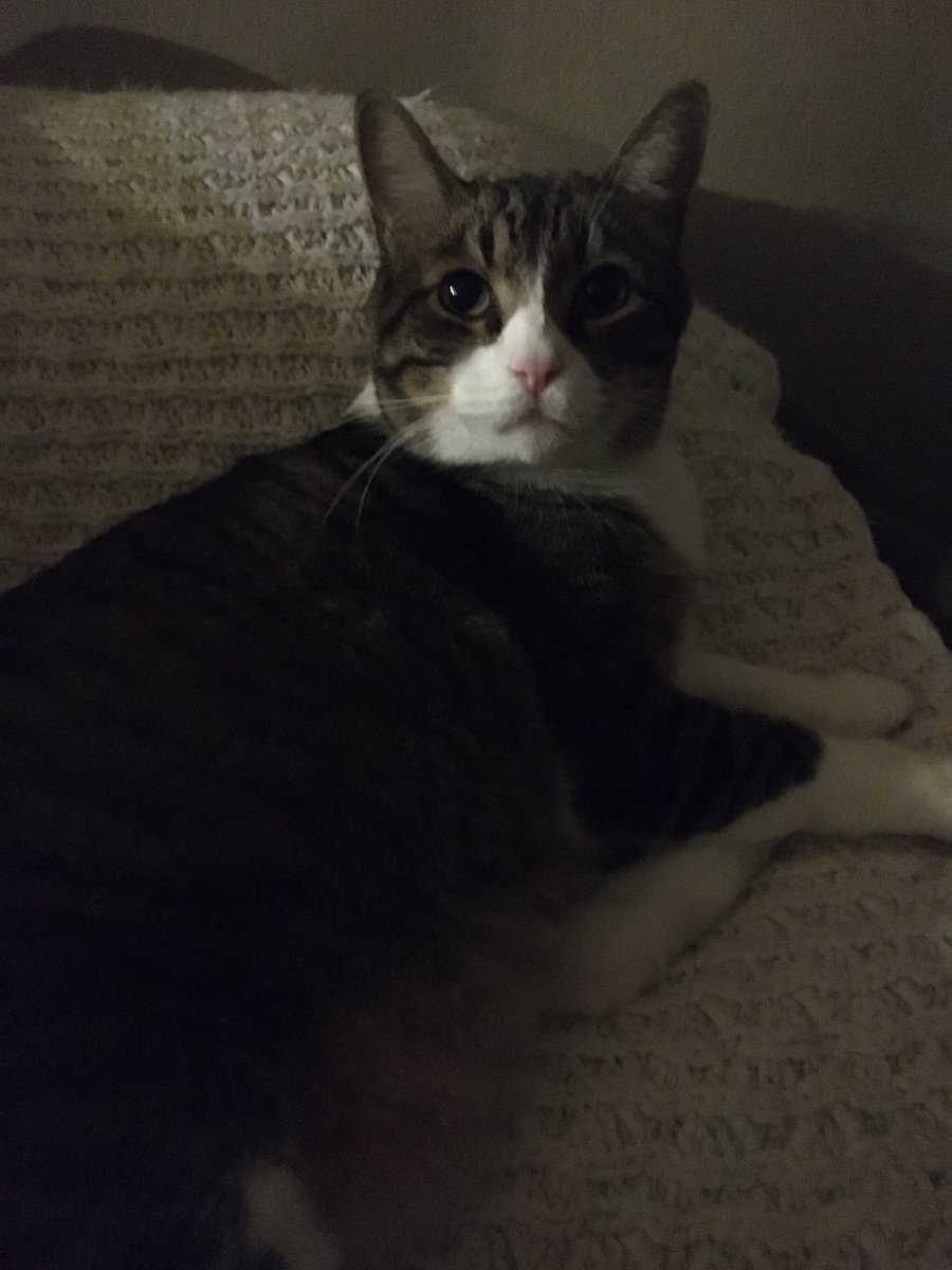 cavetownsocks's tweet photo. my sweet boy hammy passed away today. i will love and miss him forever. https://t.co/pD0bNqyppo