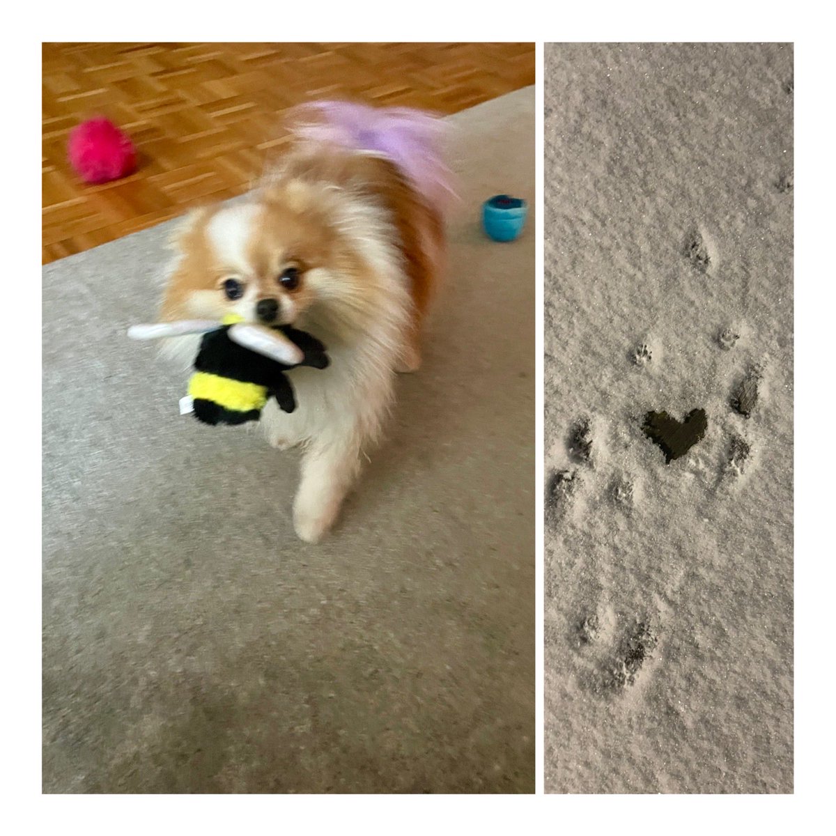 There has been positive energy all around me today.. friends sent pajamas, my awesome nephrectomy surgeon called personally to ask how I was doing; everyone at the clinic was just so sweet…we got beautiful, glistening snow.. and then this cute creature..just peed me a heart ! 💜