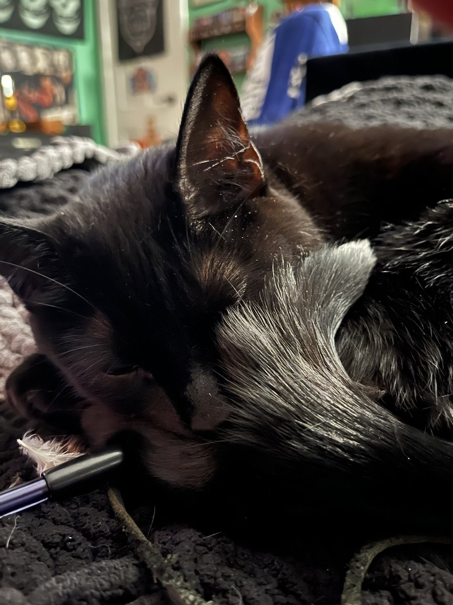 Sleepy Data🖤 
#CatsOfTwitter 
#blackcats