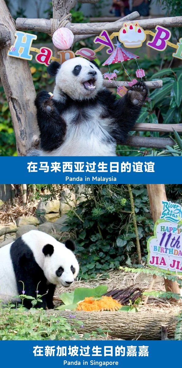 Chenxx1020's tweet photo. 你们还觉得自己对吗？
Do you still think you are right?

 #memphiszoo
#SaveYaYa 
#丫丫 https://t.co/8xJEqyi1Ac