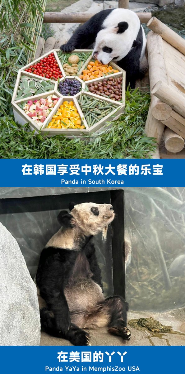 Chenxx1020's tweet photo. 你们还觉得自己对吗？
Do you still think you are right?

 #memphiszoo
#SaveYaYa 
#丫丫 https://t.co/8xJEqyi1Ac