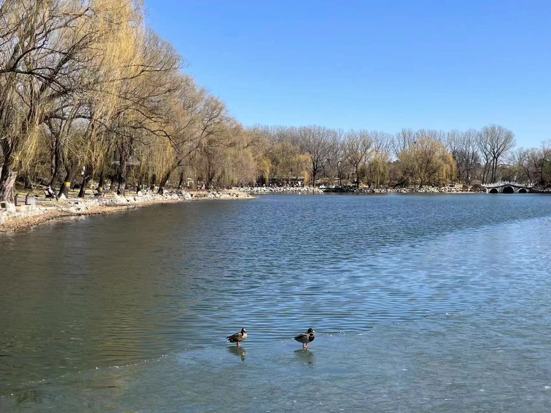 june_juneli's tweet photo. Ducks at Old Summer Palace #Beijing https://t.co/PYd8JuFEn5