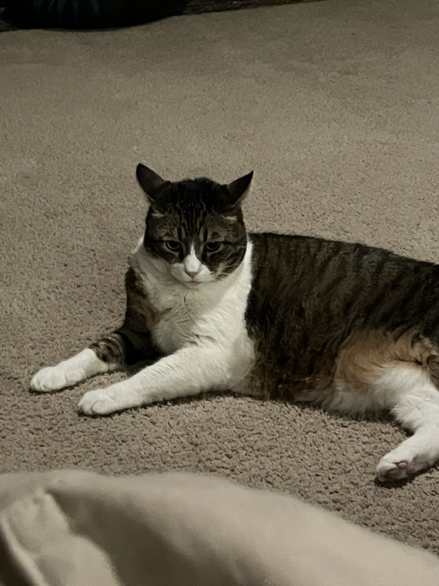 sticksrocks_mud's tweet photo. sweetest boy in the world he will be missed always. i love you hammy <3 https://t.co/VKMJmGcFO1