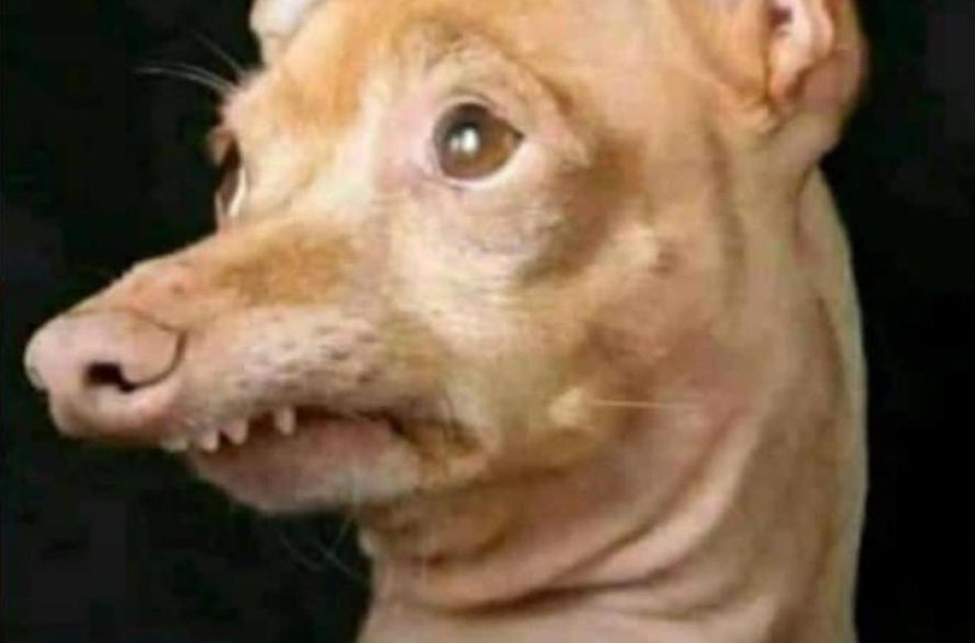 Tuna The Dog With Braces