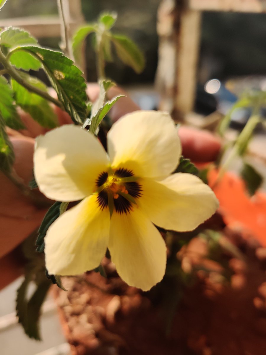 Cute little single flower Sadabahar (Turnera Ulmifolia) giving life lessons. 'Don't lose your shine even if you are alone' #flowerphotography #mobilephonephotography