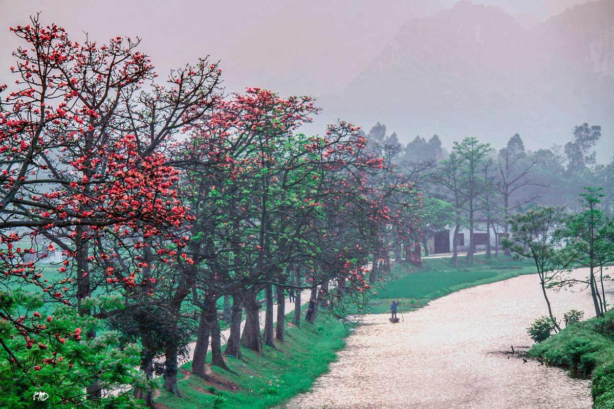 Vietsense_'s tweet photo. In the last days of March, when the weather becomes warmer,  Bombax Ceiba trees bloom in red and radiant colors in the northern countryside. The trees now look like a burning torch with hundreds of red fires.
#Vietnam #Vietnamtravel https://t.co/COnM62gAbs