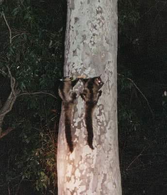 TheFODGroup's tweet photo. Yellow-bellied Gliders in the village area of South Durras. We've put in a lot of effort to protect Yellow-bellied Glider habitat in the village, including the maintaining of heavily treed wildlife corridors. One of the biggest threats to gliders is creating barriers to movement. https://t.co/T0Kd2xkTQH