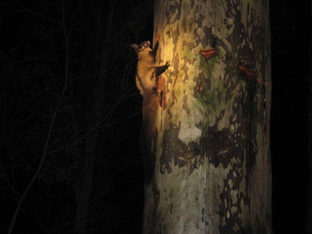 TheFODGroup's tweet photo. Yellow-bellied Gliders in the village area of South Durras. We've put in a lot of effort to protect Yellow-bellied Glider habitat in the village, including the maintaining of heavily treed wildlife corridors. One of the biggest threats to gliders is creating barriers to movement. https://t.co/T0Kd2xkTQH