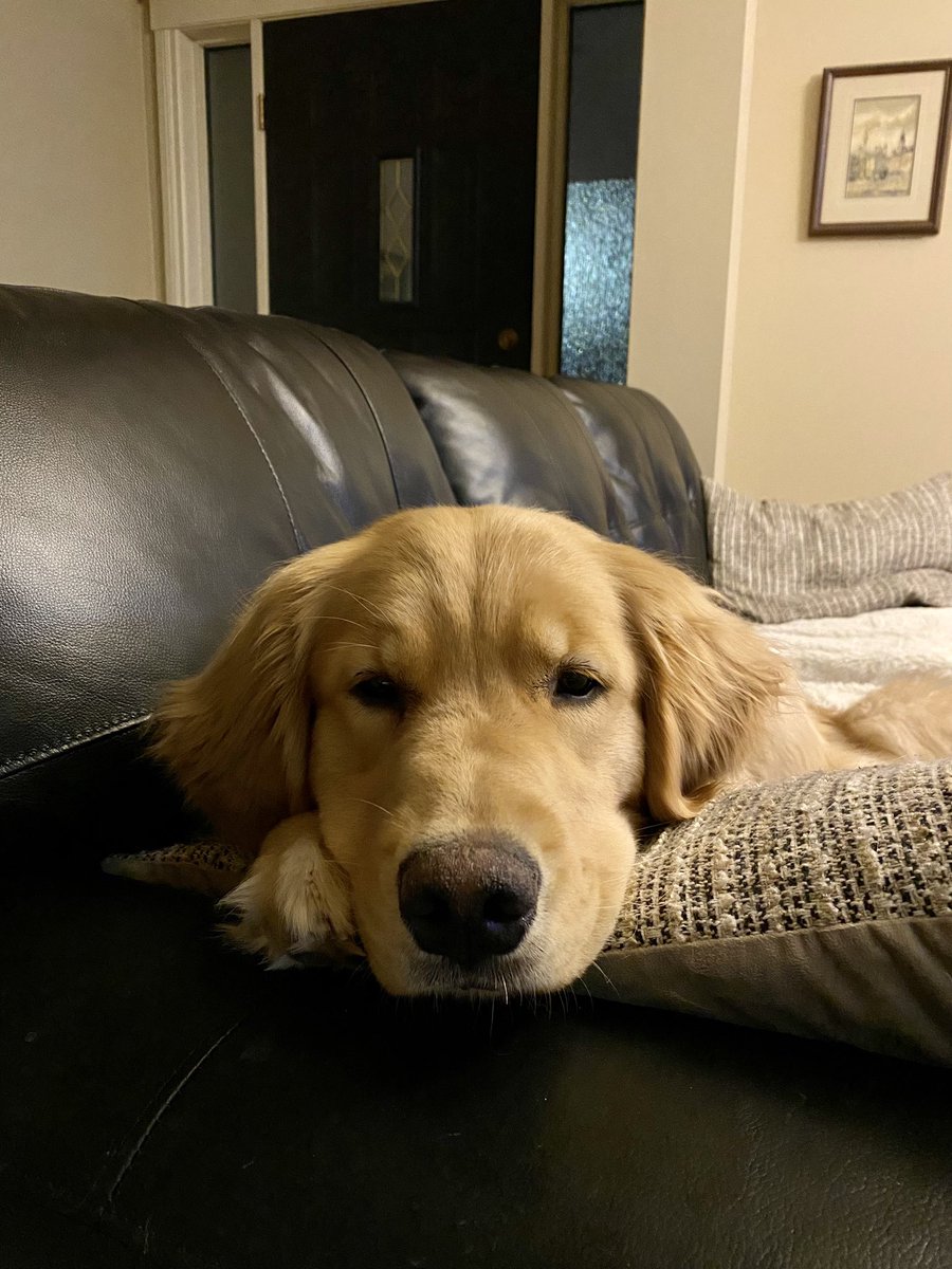 Happy weekend Frens!! ❤️❤️🐾🐾 #dogsoftwitter  #saturdayvibes