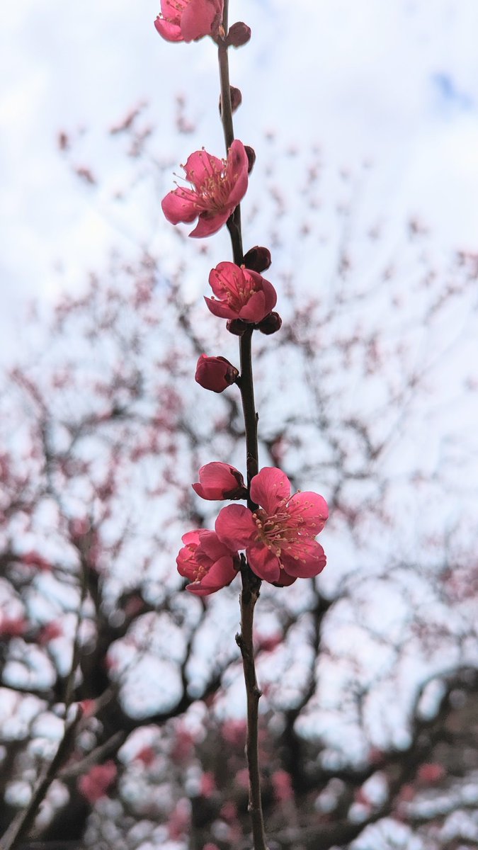 「ポケGOしに公園行ったら、梅が綺麗でした… 」|ワカメ(ときどき山田)のイラスト