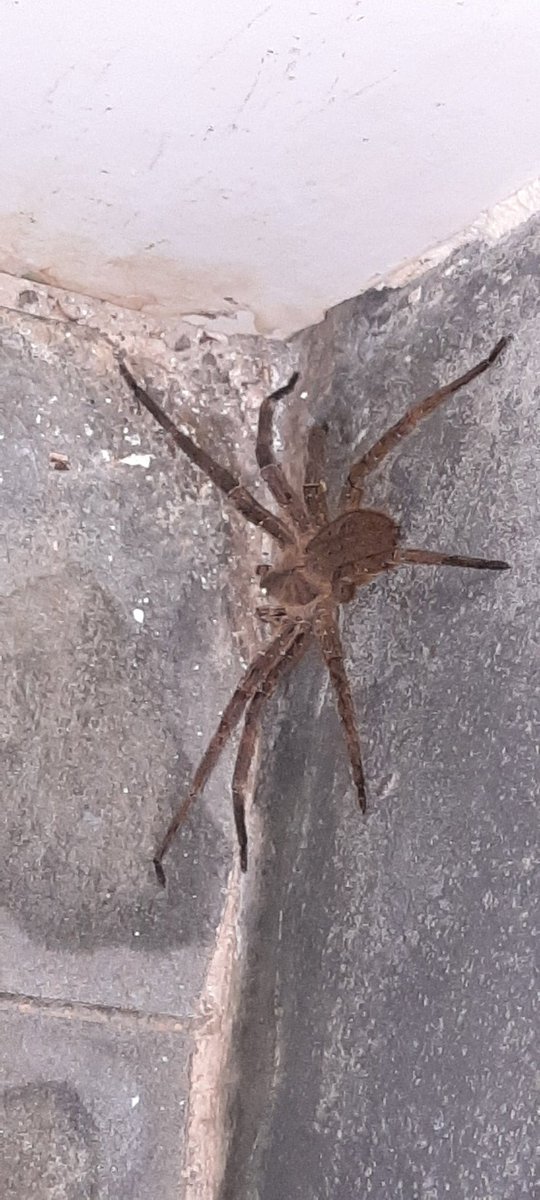 matteoaffonso's tweet photo. @Michelotto8legs @CesarFavacho é uma aranha-lobo ou devo sair correndo? https://t.co/Kta4v97e3K